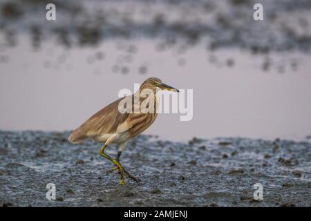 The Javan pond heron (Ardeola speciosa) is a wading bird of the heron family, found in shallow fresh and salt-water wetlands in Southeast Asia. Stock Photo