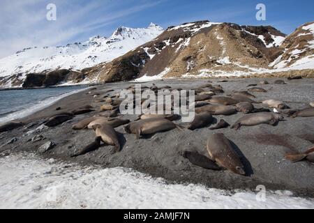 Seals on Fortuna Beach, South Georgia, Antarctica Stock Photo