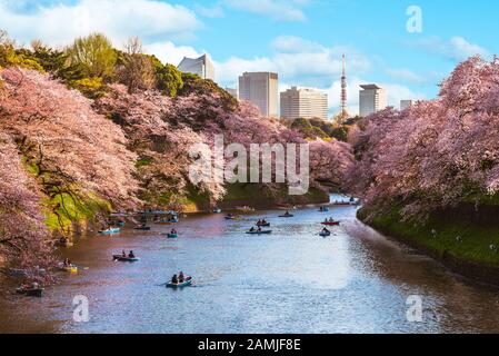 cherry blossom at chidori ga fuchi, tokyo, japan Stock Photo