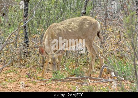 A female Mule Deer grazing on some leafy plants in the Kaibab Forest near the Grand Canyon in Arizona. Stock Photo