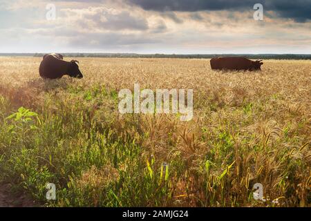 Two cows graze in a field at sunset Stock Photo