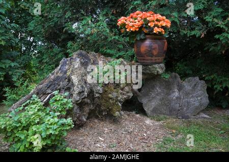 Cornus pumila - Dwarf Dogwood shrub and orange Begonia flowers in planter on top of tree stump in Japanese garden in private backyard garden in summer Stock Photo