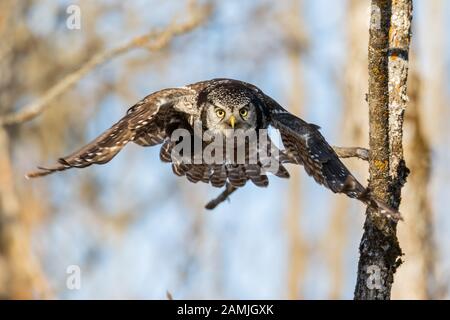 Northern hawk owl in flight, Eatern Ontario. Stock Photo