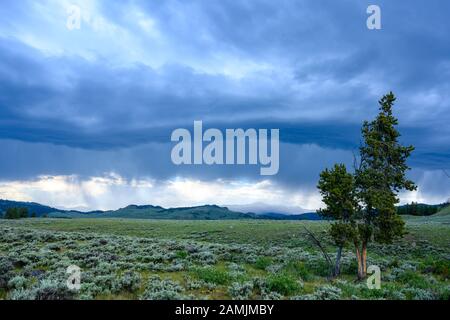 Tree in Field with Storm Clouds in Background just before sunset Stock Photo