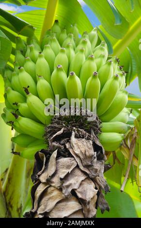 Looking up at a large bunch of bright green bananas hanging from the tree. Stock Photo