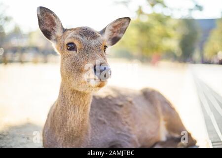 Closed up shot Cute deer in the Nara park of Nara city, Kansai area, Japan. Stock Photo