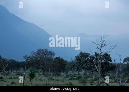 Beautiful landscape view of forest area along Masinagudi, Mudumalai National Park, Tamil Nadu - Karnataka State border, India. Stock Photo