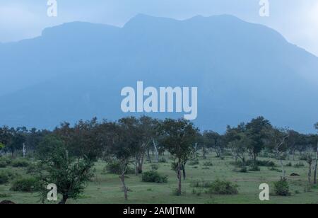 Beautiful landscape view of forest area along Masinagudi, Mudumalai National Park, Tamil Nadu - Karnataka State border, India. Stock Photo