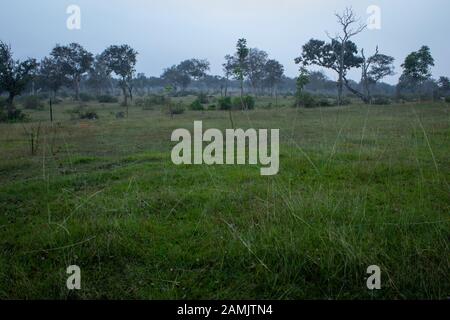 scenic greenery view of forest area along Masinagudi, Mudumalai National Park, Tamil Nadu - Karnataka State border, India. Stock Photo