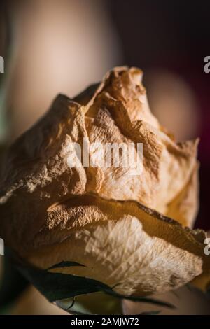 wilted yellow rose flower bud. Faded  Dry flower on blurry background Stock Photo