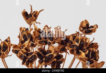 Macro image of a dried onion weed head with seeds against a white background. Stock Photo