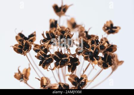 Macro image of a dried onion weed head with seeds against a white background. Stock Photo