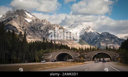 Drive through wildlife overpass in Banff National Park, Canadian Rockies Stock Photo