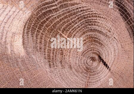 Irregular shape wood slab with bark and tree growth rings, isolated Stock Photo