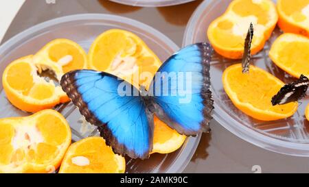 close-up side view of a blue brown Morpho peleides butterfly drinks nectar on citrus fruits. Butterfly on oranges. Stock Photo