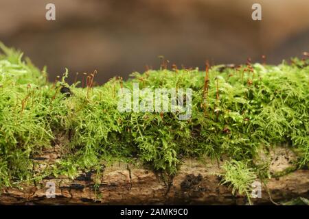 Common Tamarisk Moss, Thuidium tamariscinum, growing on a decaying log in woodland in the UK. Stock Photo