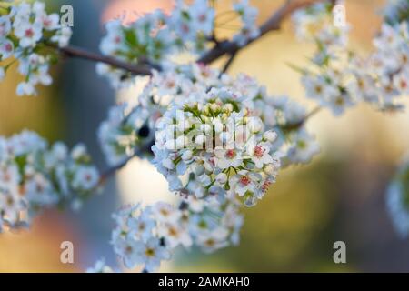 Gorgeous clusters of white plum blossoms bloom on a tree branch on a sunny spring day in Windsor, California, USA. Shallow depth of field and bokeh. Stock Photo