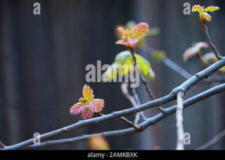 New young oak leaves emerging from tree buds on early spring day in Windsor, California, USA. Against brown wood fence background. Stock Photo
