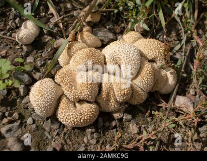 Lycoperdon curtisii. Small, spiny puffballs growing in a grassy area, in Troy, Montana  Lycoperdon curtisii  Kingdom: Fungi Division: Basidiomycota Cl Stock Photo
