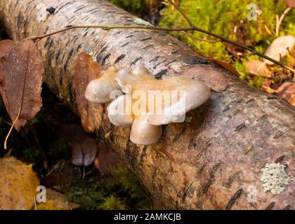 Late Oyster Mushrooms growing on a birch log, along the lower end of Spring Creek, south of Troy, Montana.  Sarcomyxa serotina, Panellus serotinus  Ki Stock Photo