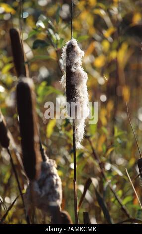 Common Bulrush plant (Typha latifolia) growing outdoors in a natural environment. Blurred and bokeh Autumn colors background. Stock Photo