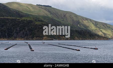 One of many green lipped mussel farms with lines of mussel floats in the Marlborough Sounds, New Zealand. Stock Photo