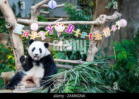 Kuala Lumpur, Malaysia. 14th Jan, 2020. Giant panda Yi Yi enjoys the birthday meal at Malaysia's National Zoo near Kuala Lumpur, Malaysia, Jan. 14, 2020. Fans and tourists from Malaysia and abroad on Tuesday celebrated the second birthday of Yi Yi, the second giant panda that was born in Malaysia. Born in January 2018, Yi Yi, whose name means friendship in Chinese, is the second offspring of her parents, Xing Xing and Liang Liang, who arrived in Malaysia in 2014. Credit: Xinhua/Alamy Live News Stock Photo