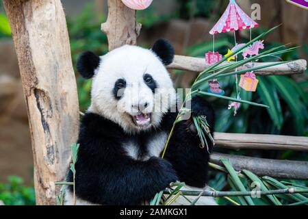 Kuala Lumpur, Malaysia. 14th Jan, 2020. Giant panda Yi Yi enjoys the birthday meal at Malaysia's National Zoo near Kuala Lumpur, Malaysia, Jan. 14, 2020. Fans and tourists from Malaysia and abroad on Tuesday celebrated the second birthday of Yi Yi, the second giant panda that was born in Malaysia. Born in January 2018, Yi Yi, whose name means friendship in Chinese, is the second offspring of her parents, Xing Xing and Liang Liang, who arrived in Malaysia in 2014. Credit: Xinhua/Alamy Live News Stock Photo