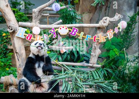 Kuala Lumpur, Malaysia. 14th Jan, 2020. Giant panda Yi Yi enjoys the birthday meal at Malaysia's National Zoo near Kuala Lumpur, Malaysia, Jan. 14, 2020. Fans and tourists from Malaysia and abroad on Tuesday celebrated the second birthday of Yi Yi, the second giant panda that was born in Malaysia.     Born in January 2018, Yi Yi, whose name means friendship in Chinese, is the second offspring of her parents, Xing Xing and Liang Liang, who arrived in Malaysia in 2014. Credit: Xinhua/Alamy Live News Stock Photo