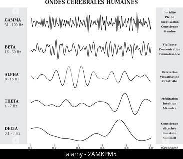 Human Brain Waves Diagram, lllustration in Black and White - French Language Stock Vector