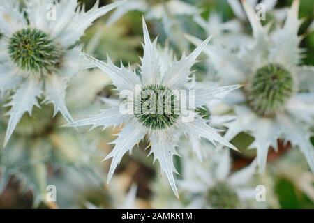 Eryngium giganteum 'Miss Willmott's Ghost', biennial sea holly displaying silvery grey bracts in late summer. UK. AGM Stock Photo