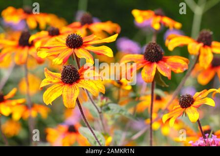 Rudbeckia triloba 'Prairie Glow' coneflower displaying masses of bronze blossoms in a late summer herbaceous garden border. UK Stock Photo