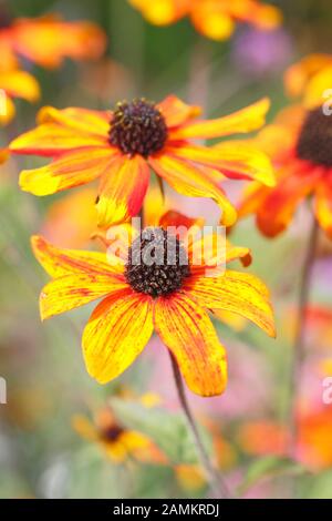 Rudbeckia triloba 'Prairie Glow' coneflower displaying masses of bronze blossoms in a late summer herbaceous garden border. UK Stock Photo