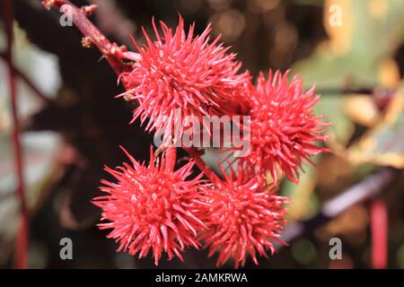 spiny red fruits on a rhizinus plant in the village of Jardim do Mar, Madeira, Portugal. [automated translation] Stock Photo