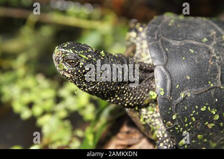 Turtle found in the Munich reptile sanctuary in Freimann. [automated translation] Stock Photo