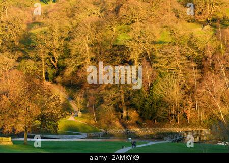 Autumn colours on sunlit hillside trees & scenic relaxing walk by River Wharfe for people & dog - Bolton Abbey Estate, Yorkshire Dales, England, UK.