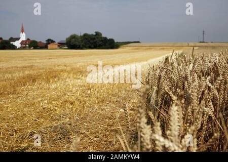 On the right a wheat field - the ears are already ripe due to continuous dryness and on the left a field (winter barley) which has already been harvested. In the background the church of Kirchamper near Moosburg. [automated translation] Stock Photo