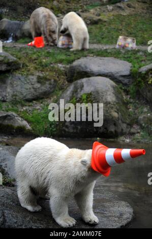 The young polar bear twins Nela and Nobby are celebrating their 1st birthday together with mother Giovanna in the zoo Hellabrunn. The picture shows the animals eating the birthday cake and playing with street hats. [automated translation] Stock Photo