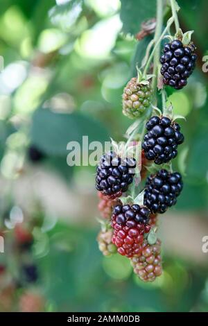 Blackberries ripen on a bush in a Munich allotment garden. [automated translation] Stock Photo