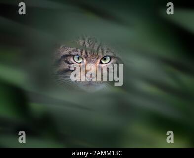 European wildcat Felis silvestris silvestris (captive) Stock Photo