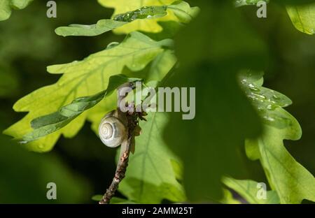 A snail climbs on an oak branch in the Old North Cemetery. [automated translation] Stock Photo