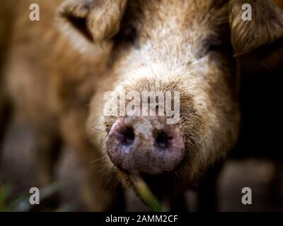 Freewheeling woolly pigs on the 'Boarhof', a self-catering farm with farm shop in wood at Tegernsee. [automated translation] Stock Photo