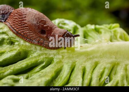 The Spanish slug (Arion vulgaris, syn. Arion lusitanicus auctt. non Mabille), also called capuchin slug, large slug or Lusitanian slug, is an 8 to 12 centimeter long nudibranch, it belongs to the order of pulmonary slugs (Pulmonata). In kitchen gardens and agricultural land, the snail introduced to Central Europe is a major plague. [automated translation] Stock Photo