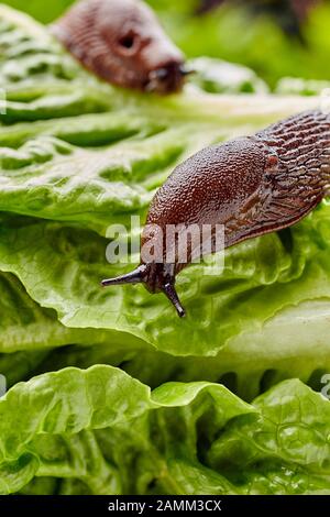 The Spanish slug (Arion vulgaris, syn. Arion lusitanicus auctt. non Mabille), also called capuchin slug, large slug or Lusitanian slug, is an 8 to 12 centimeter long nudibranch, it belongs to the order of pulmonary slugs (Pulmonata). In kitchen gardens and agricultural land, the snail introduced to Central Europe is a major plague. [automated translation] Stock Photo