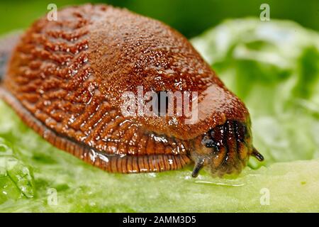 The Spanish slug (Arion vulgaris, syn. Arion lusitanicus auctt. non Mabille), also called capuchin slug, large slug or Lusitanian slug, is an 8 to 12 centimeter long nudibranch, it belongs to the order of pulmonary slugs (Pulmonata). In kitchen gardens and agricultural land, the snail introduced to Central Europe is a major plague. [automated translation] Stock Photo