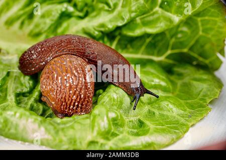 The Spanish slug (Arion vulgaris, syn. Arion lusitanicus auctt. non Mabille), also called capuchin slug, large slug or Lusitanian slug, is an 8 to 12 centimeter long nudibranch, it belongs to the order of pulmonary slugs (Pulmonata). In kitchen gardens and agricultural areas, the snail introduced to Central Europe is a major plague. [automated translation] Stock Photo