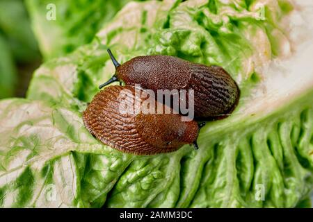 The Spanish slug (Arion vulgaris, syn. Arion lusitanicus auctt. non Mabille), also called capuchin slug, large slug or Lusitanian slug, is an 8 to 12 centimeter long nudibranch, it belongs to the order of pulmonary slugs (Pulmonata). In kitchen gardens and agricultural land, the snail introduced to Central Europe is a major plague. [automated translation] Stock Photo