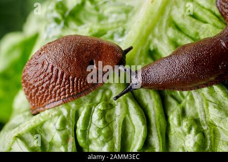 The Spanish slug (Arion vulgaris, syn. Arion lusitanicus auctt. non Mabille), also called capuchin slug, large slug or Lusitanian slug, is an 8 to 12 centimeter long nudibranch, it belongs to the order of pulmonary slugs (Pulmonata). In kitchen gardens and agricultural land, the snail introduced to Central Europe is a major plague. [automated translation] Stock Photo