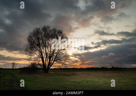 A large tree without leaves and dark clouds in the sky after sunset Stock Photo