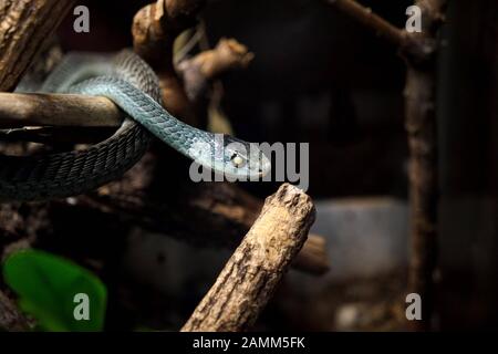 Poisonous snake in the reptile sanctuary in the Kaulbachstraße in Schwabing. [automated translation] Stock Photo